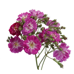 PERENNIAL BLUE (climber)